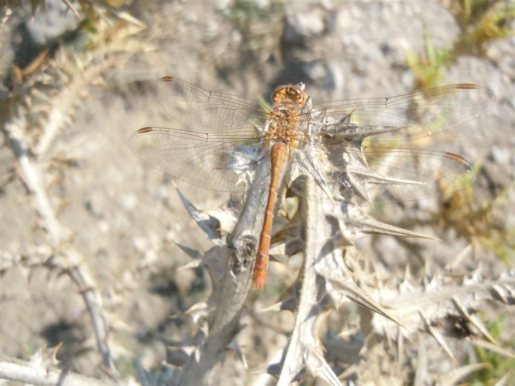 Sympetrum meridionale?